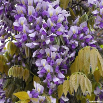 Wisteria GRANDE DIVA NATHALIE