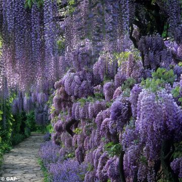 Wisteria sinensis 