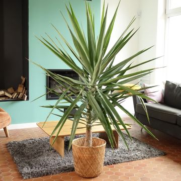 Yucca elephantipes Jewel