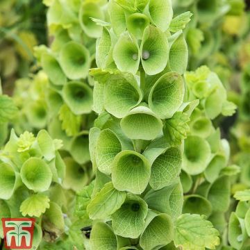 Moluccella laevis - seeds