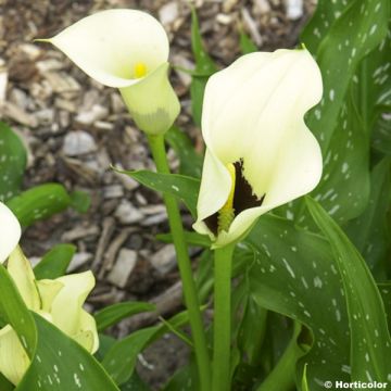 Zantedeschia elliottiana Black Eyed Beauty - Calla Lily