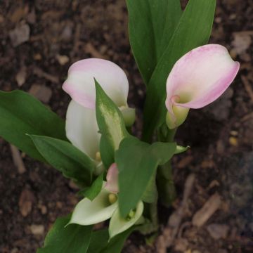 Zantedeschia elliottiana Crystal Blush - Calla Lily