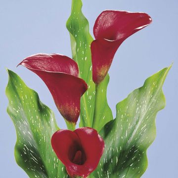 Zantedeschia elliottiana Red Alert - Calla Lily