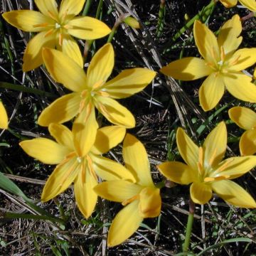 Zephyranthes citrina