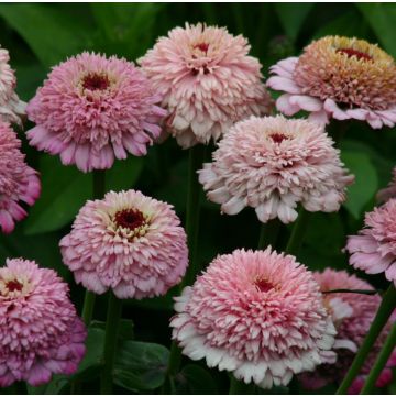 Zinnia elegans Zinderella Lilac