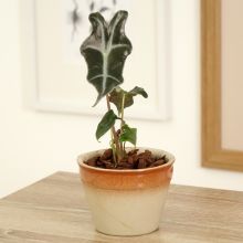 Alocasia Curly Bambino - Elephant's Ear