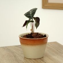 Alocasia Polly - Elephant's Ear