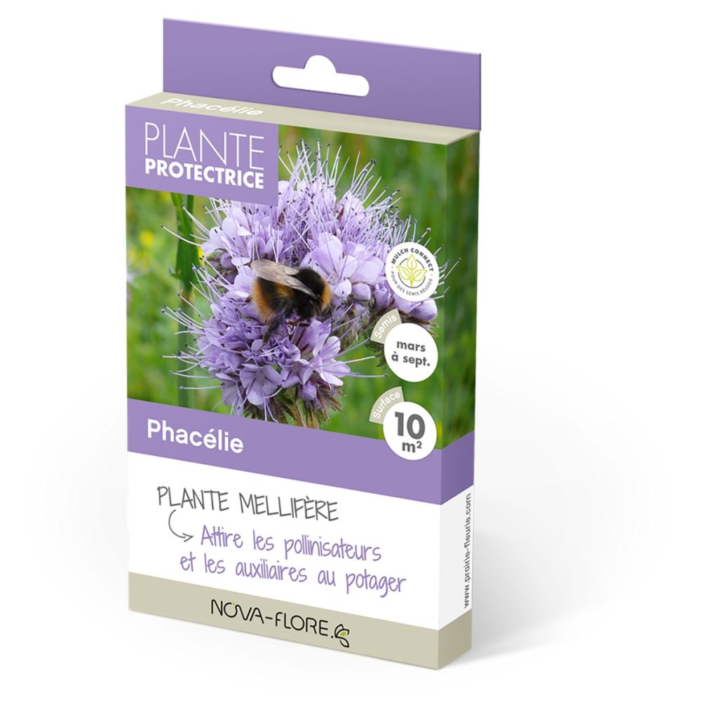 Phacelia tanacetifolia - Green manure