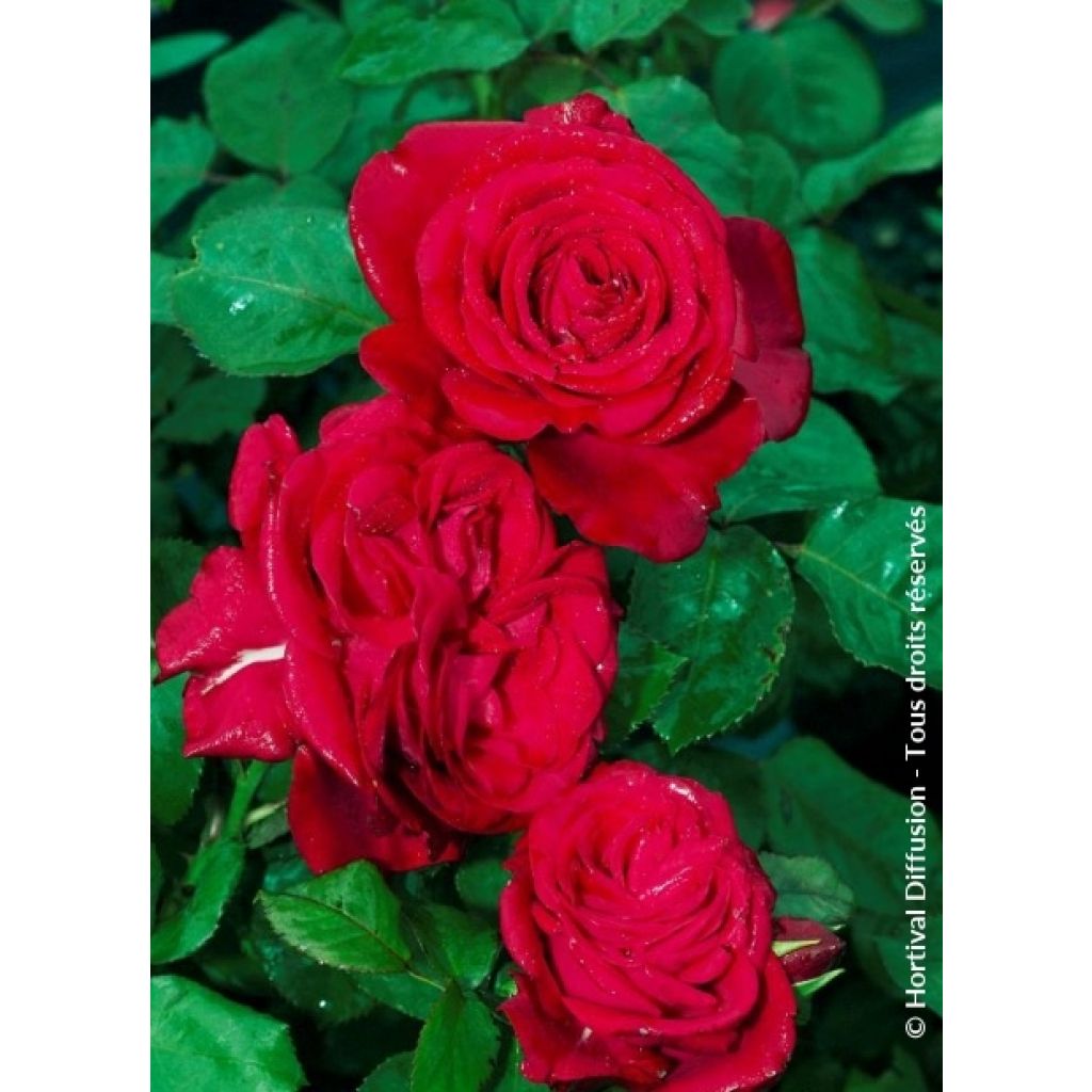 Rosa 'Dominica' - Standard Rose