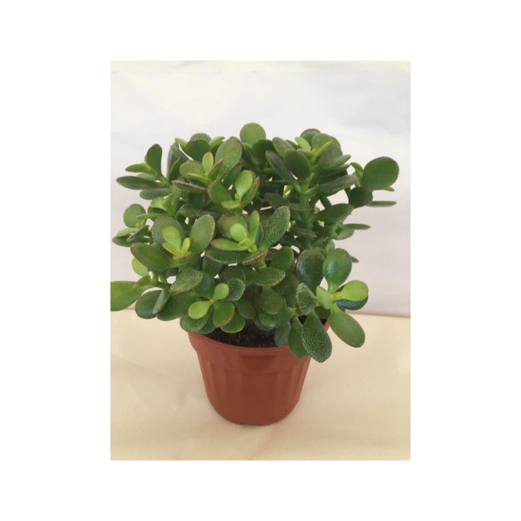 Crassula ovata Minor