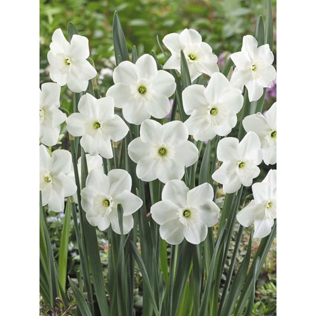 Narcissus Pipers End - Daffodil