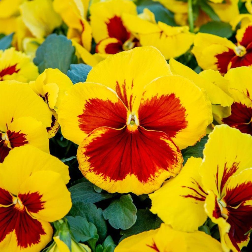 Viola x wittrockiana Prim Up Yellow Red Blotch - Pansy