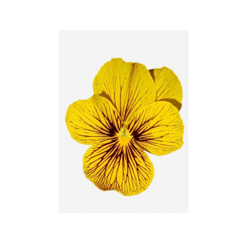 Viola cornuta Butterfly Tiger Eyes - Horned pansy