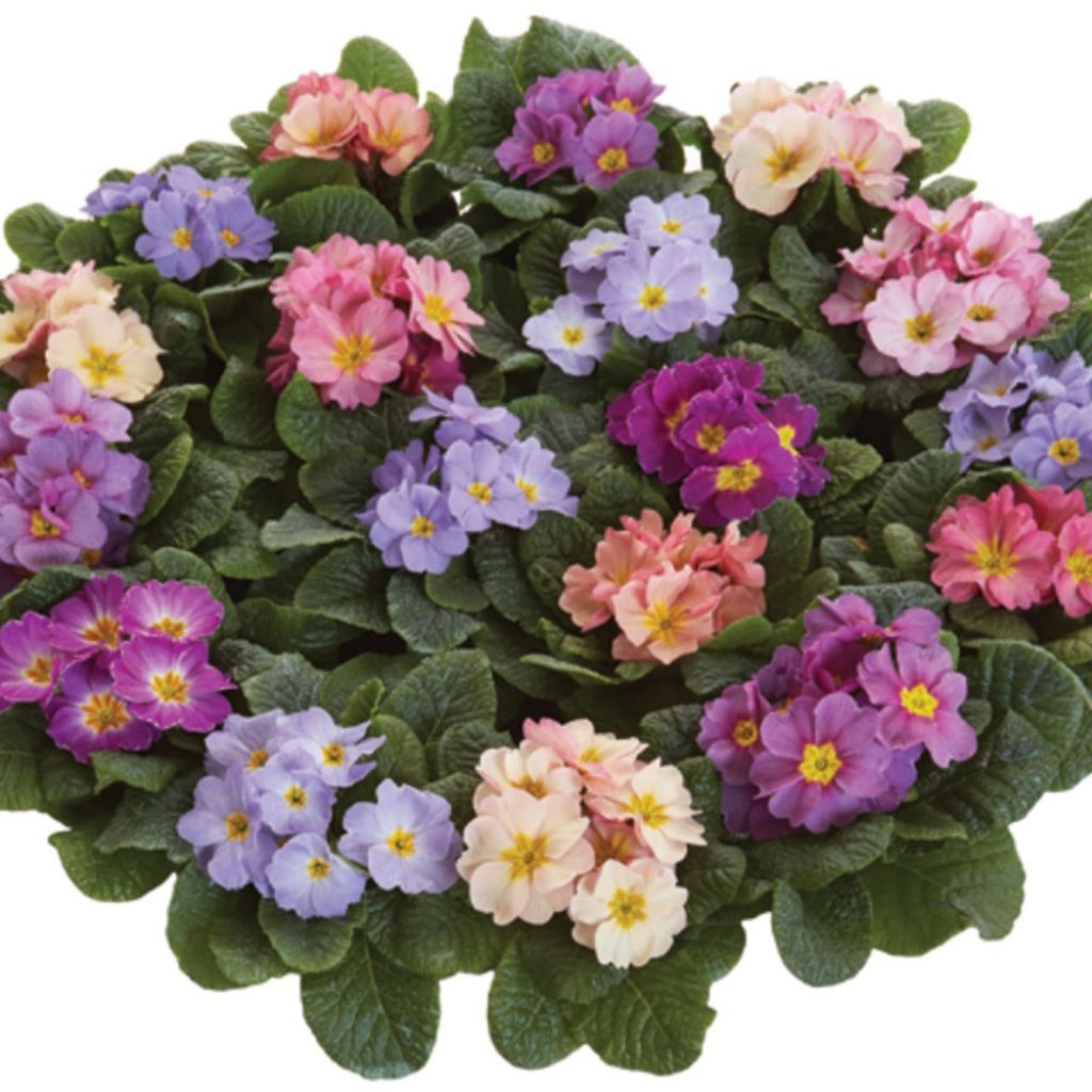 Primula vulgaris Provence Mix- English Primrose