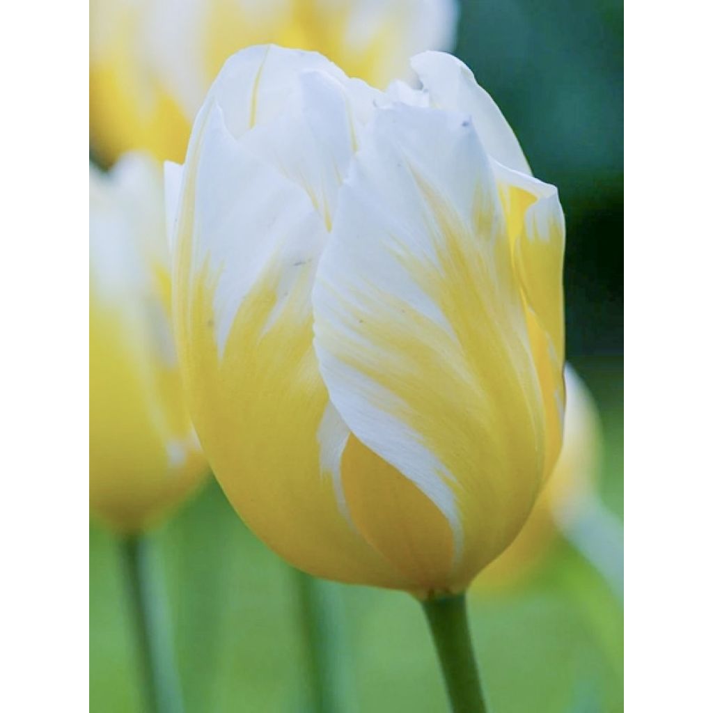 Tulipa Happy People - Triumph Tulip