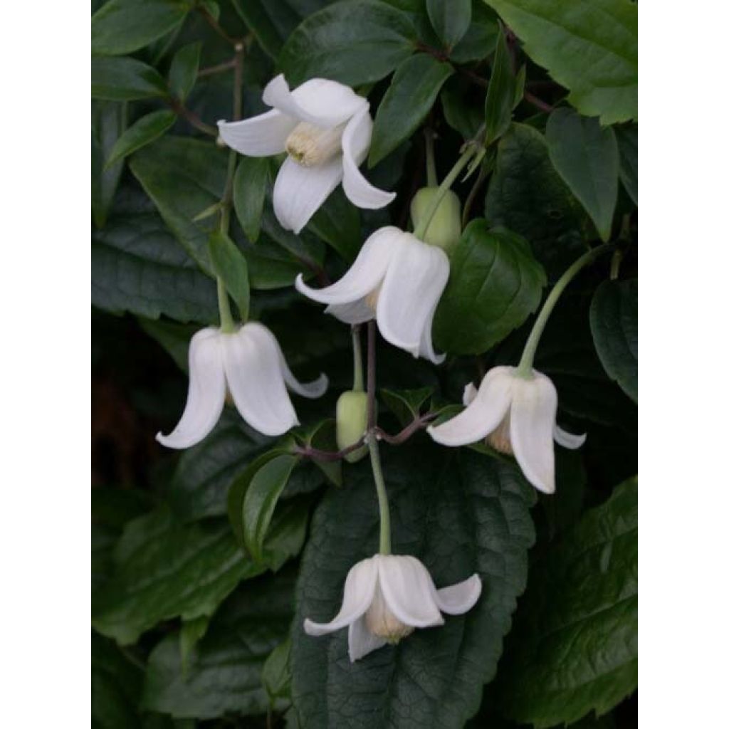 Clematis urophylla Winter Beauty