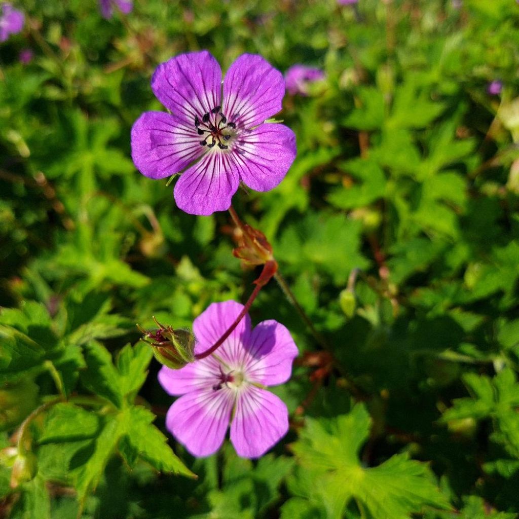 Geranium wallichianum Magical All Summer Delight