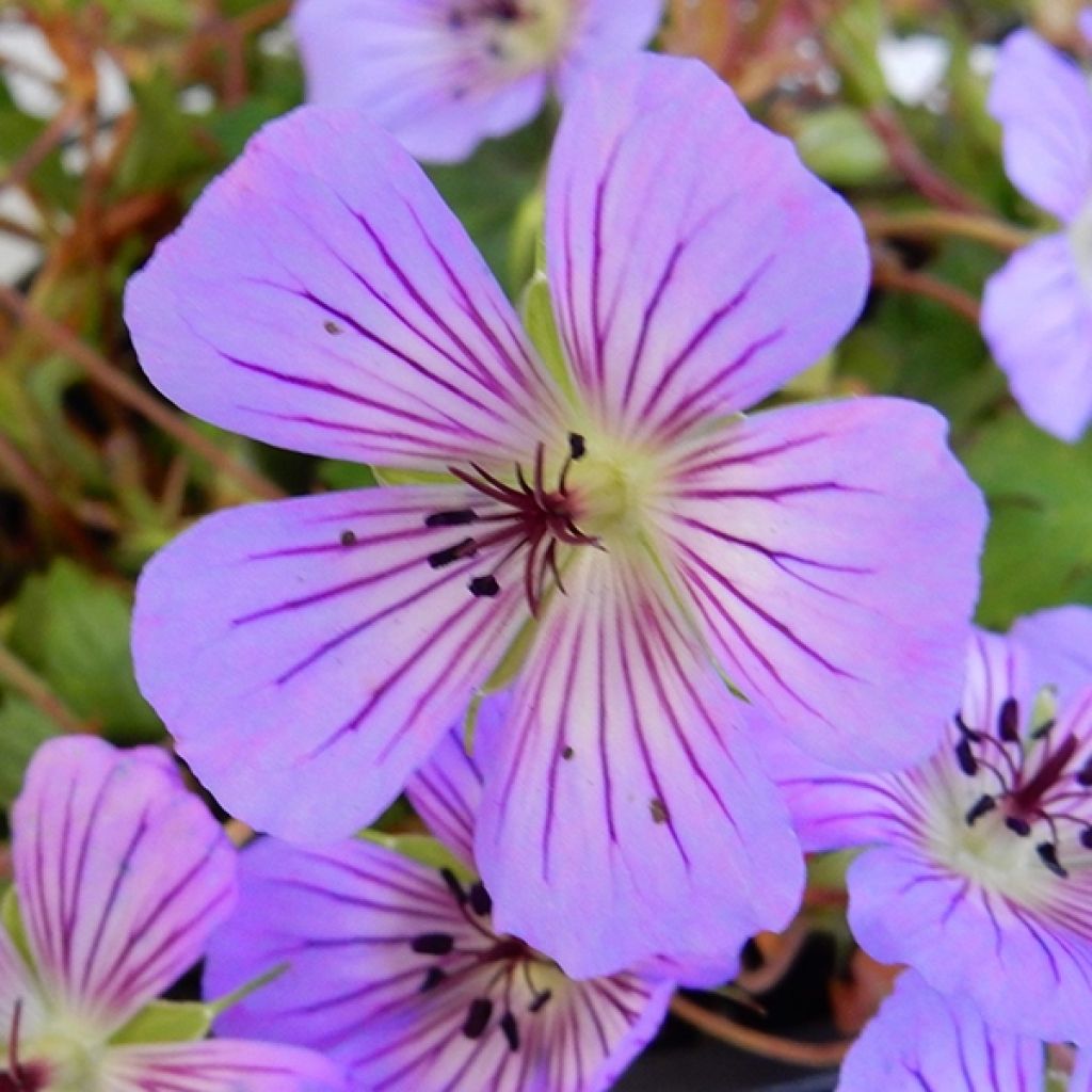 Geranium wallichianum Magical All Summer Delight