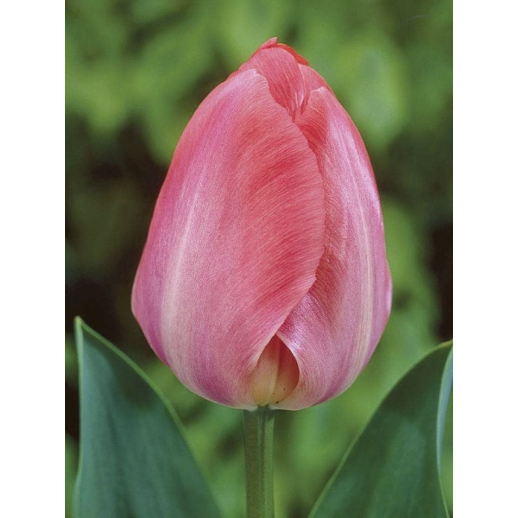 Tulipa Darwin hybride Van Eijk