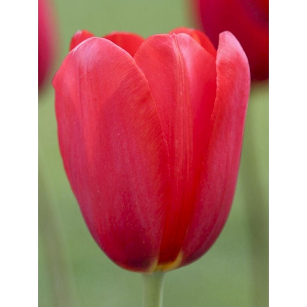 Tulipa Sky High Scarlet - Early simple Tulip