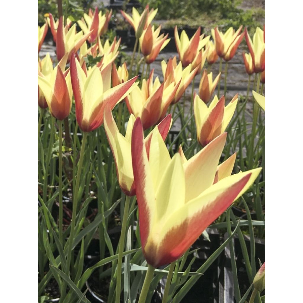 Tulipa clusiana Cynthia