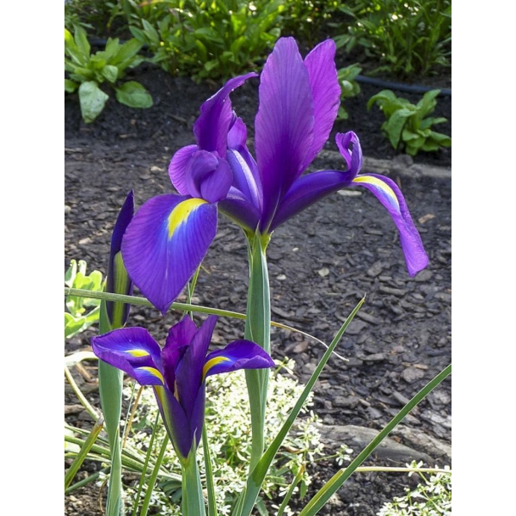 Iris x hollandica Purple Sensation