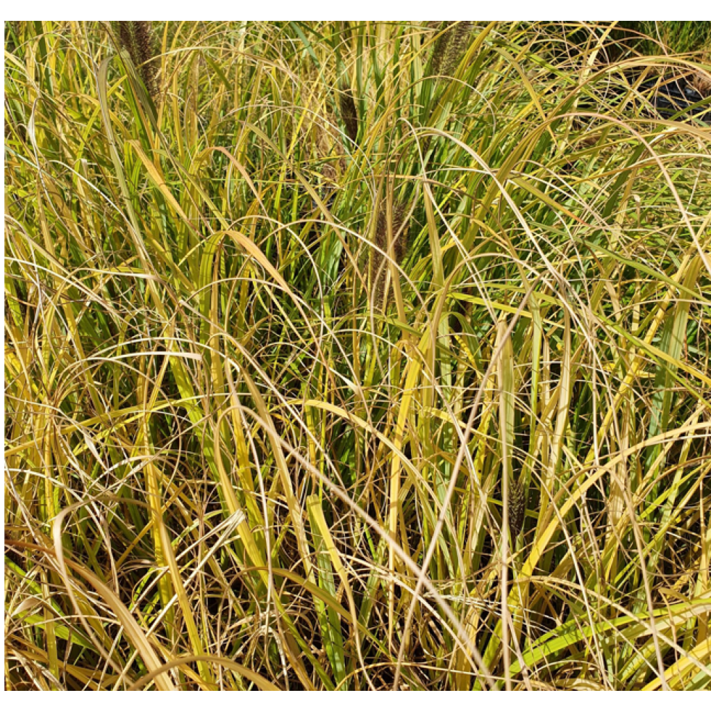 Pennisetum alopecuroïdes Lepage Gold - Chinese Fountain Grass