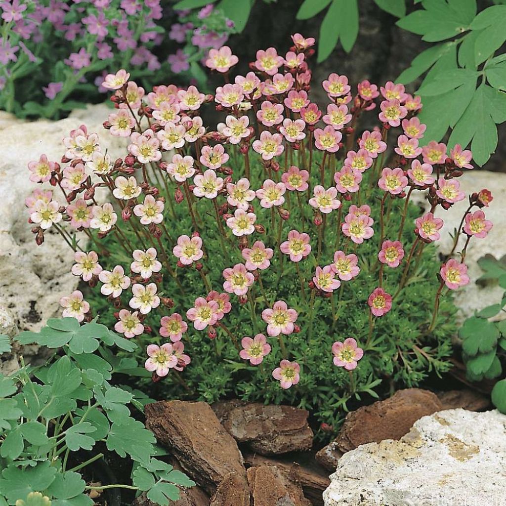 Saxifraga arendsii Compactum (Stransfieldii) - Saxifrage mousse