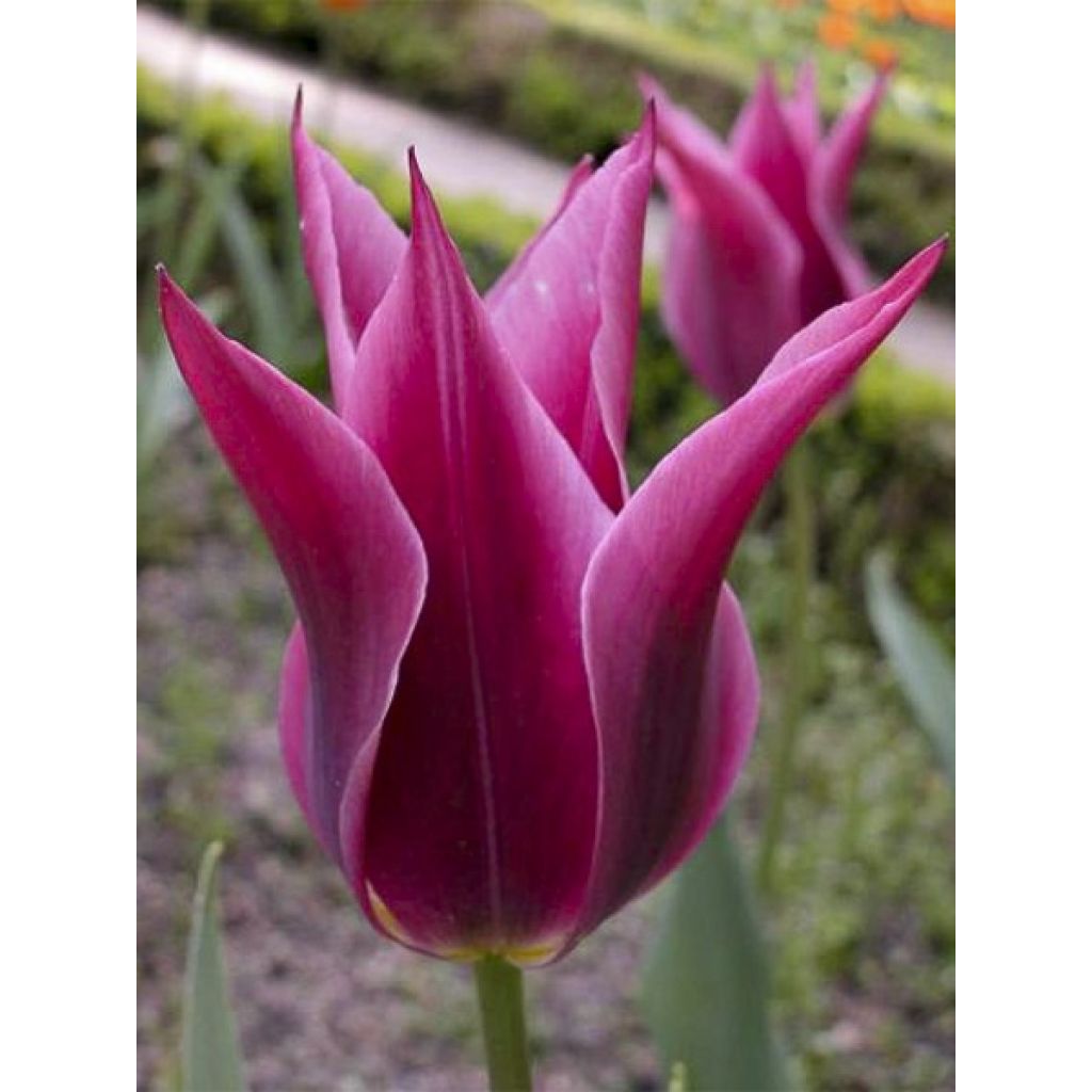 Tulipa Maytime - Lily flowering Tulip
