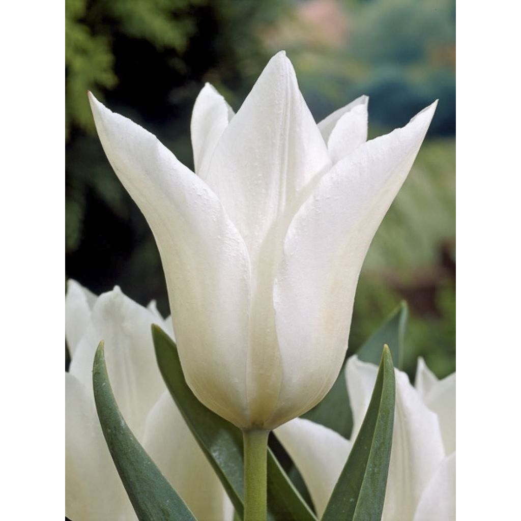 Tulipa White Triumphator