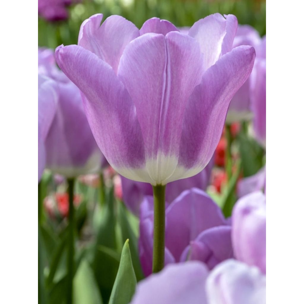 Tulipa Magic Lavender - Triumph Tulip