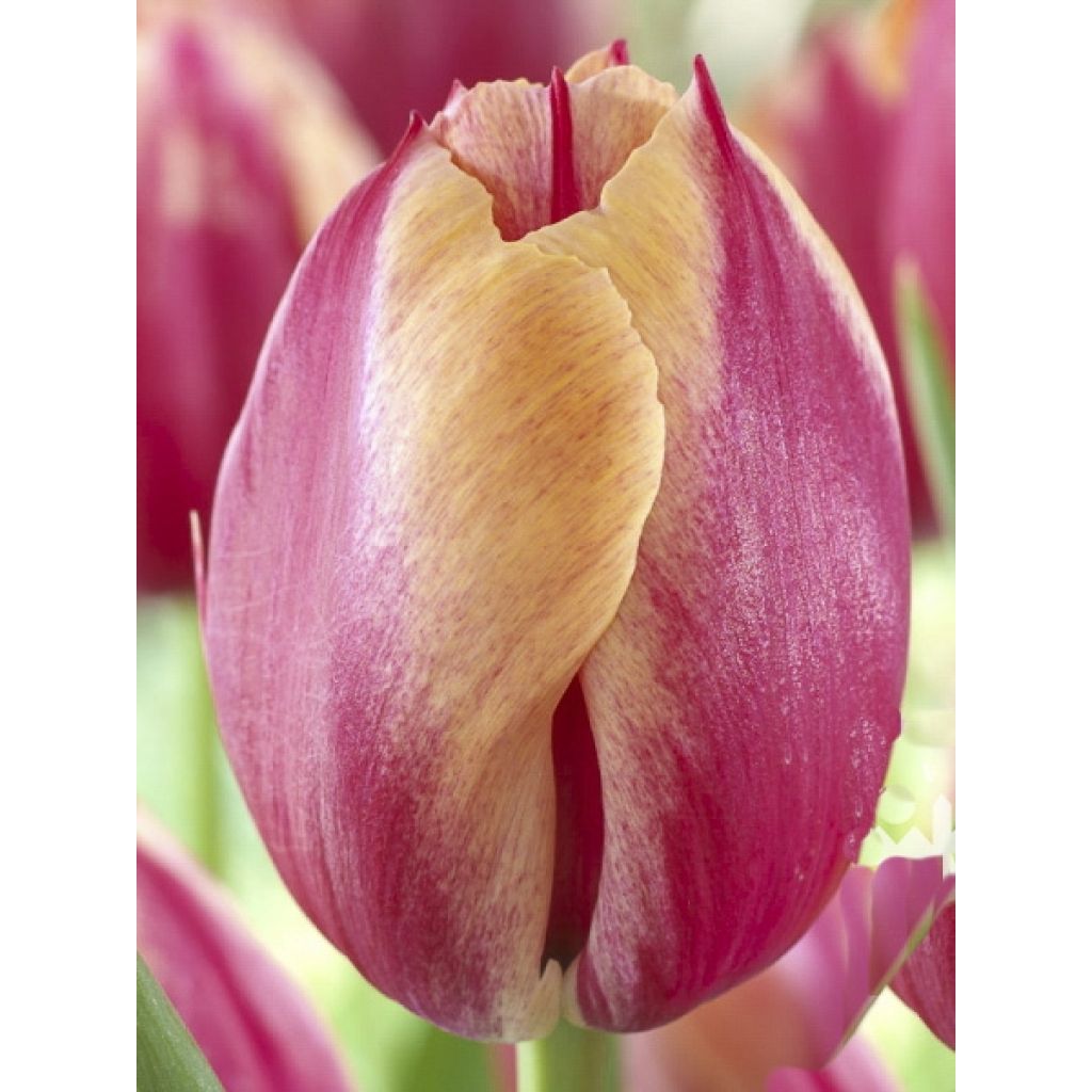 Tulipa Augusta Taurinorum - Triumph Tulip
