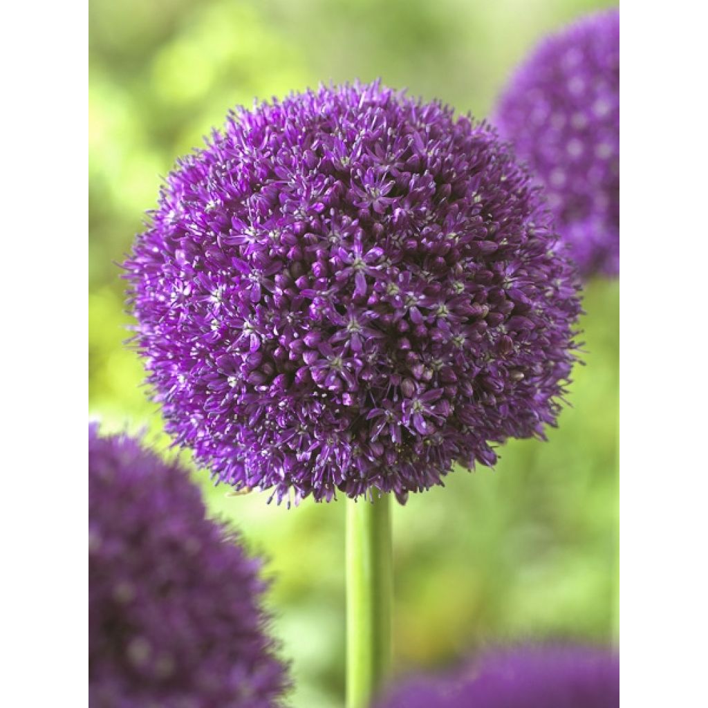 Allium Ambassador