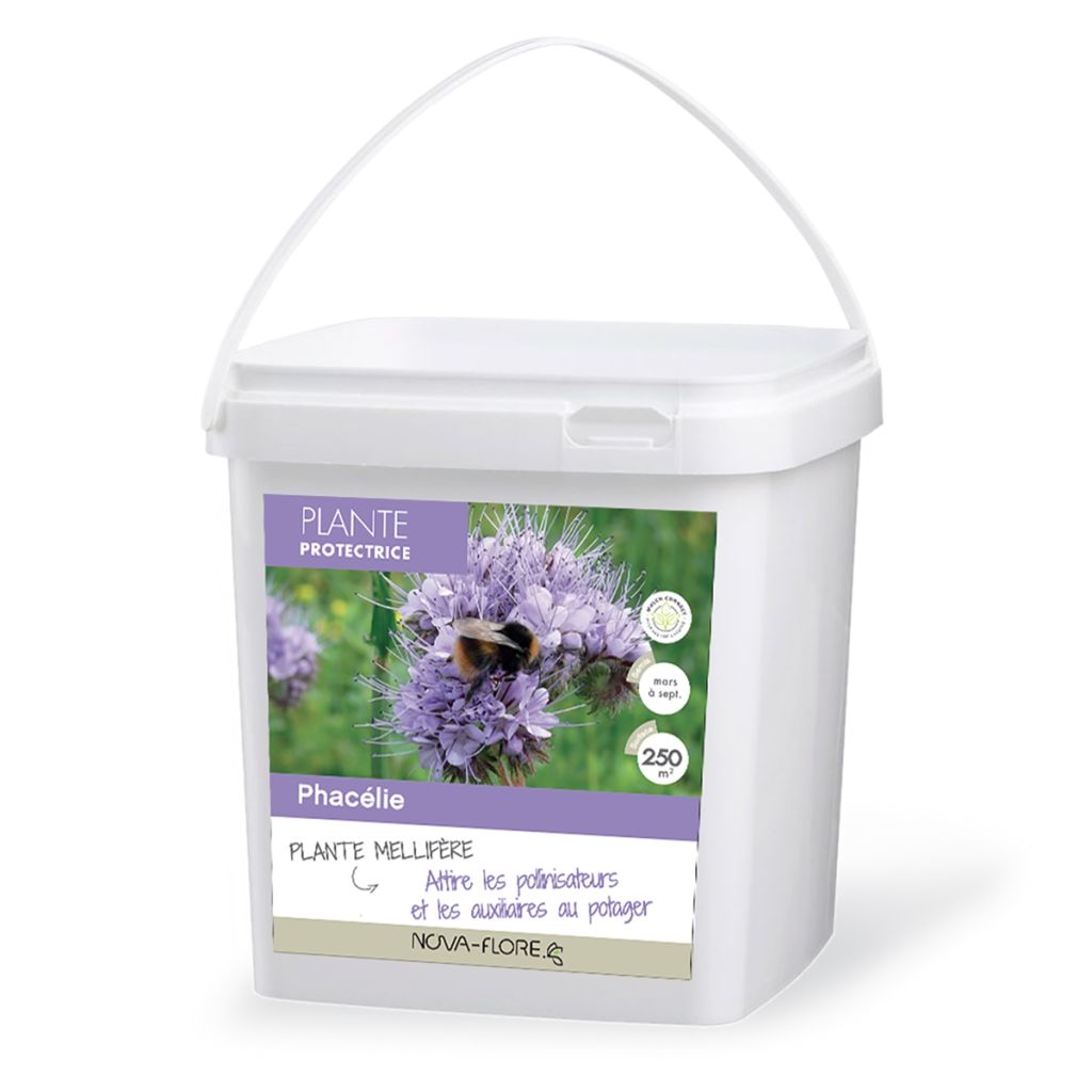 Phacelia tanacetifolia - Green manure