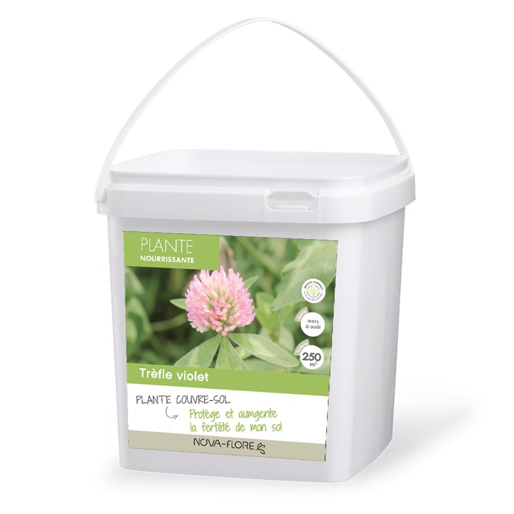 Purple Clover - Green Manure