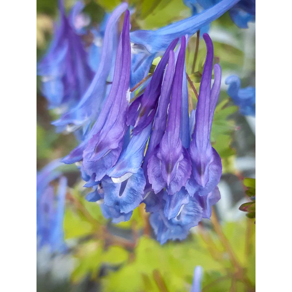 Corydalis elata