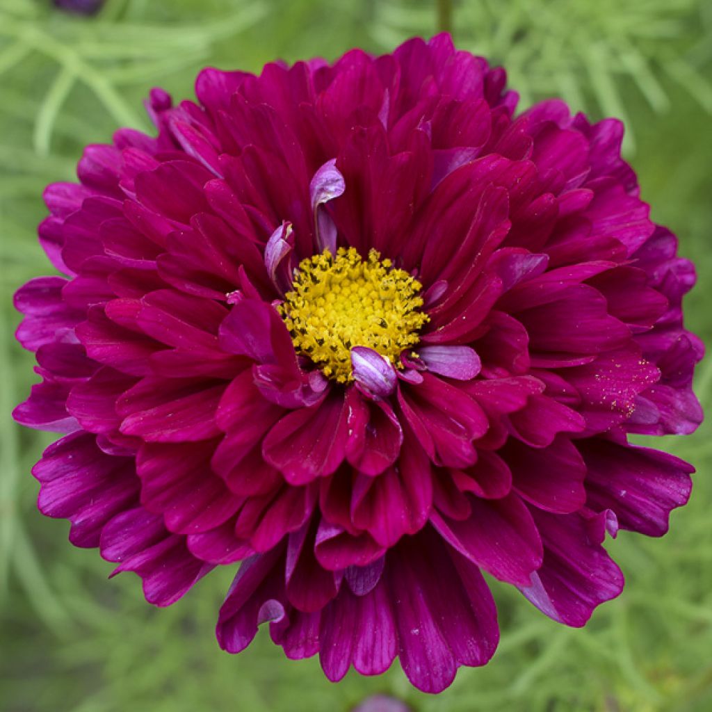 Cosmos Double Click Cranberries - Cosmos bipinnatus seeds