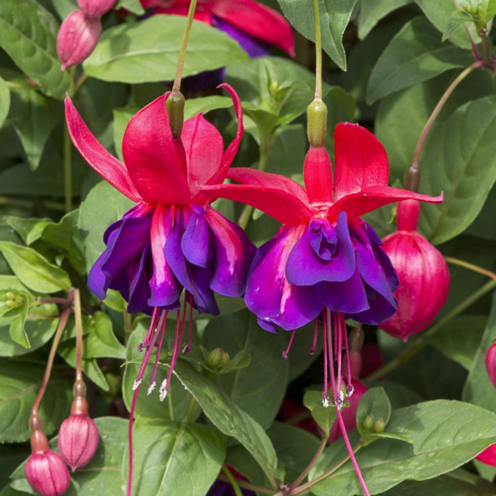 Fuchsia Maori Maid