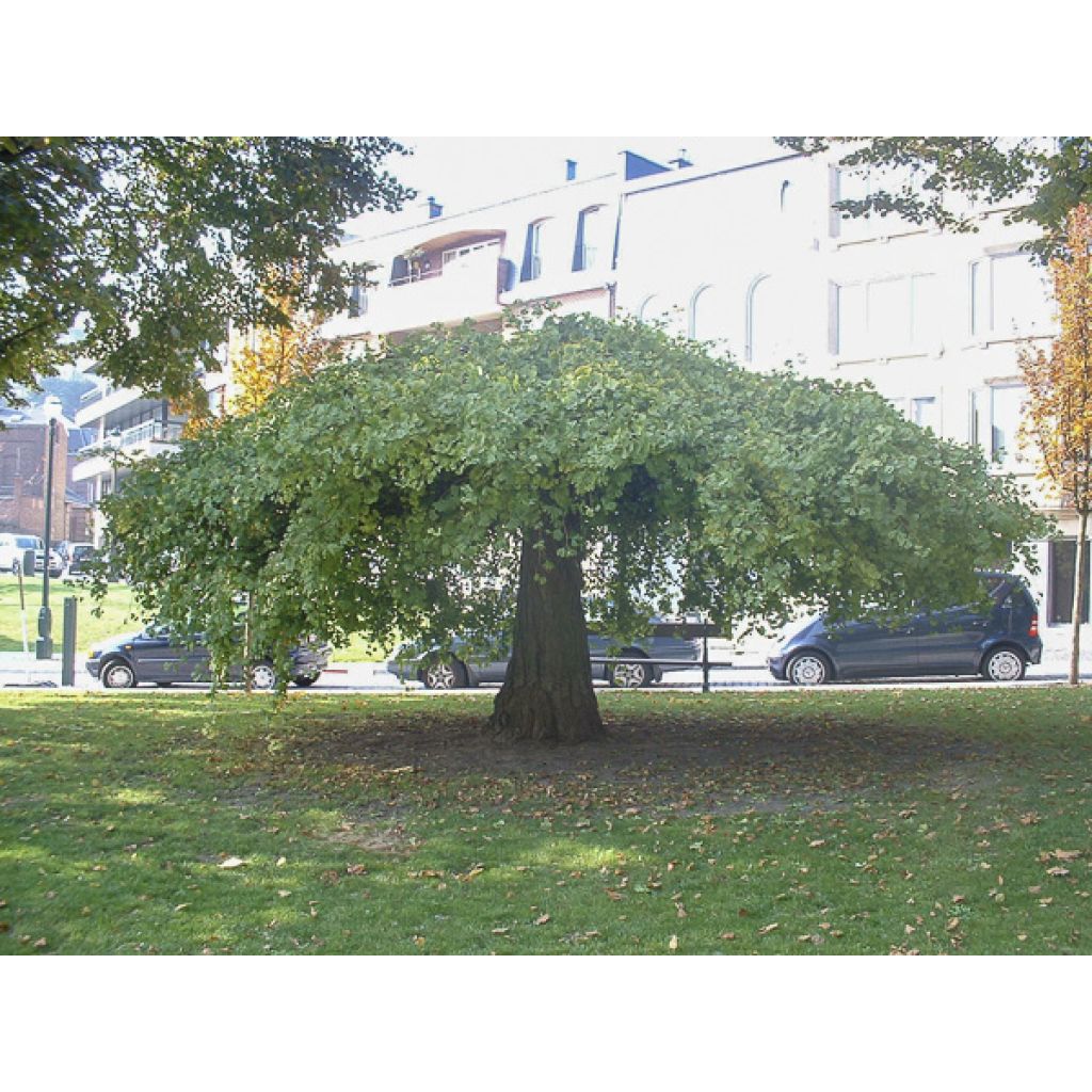 Ginkgo biloba Pendula