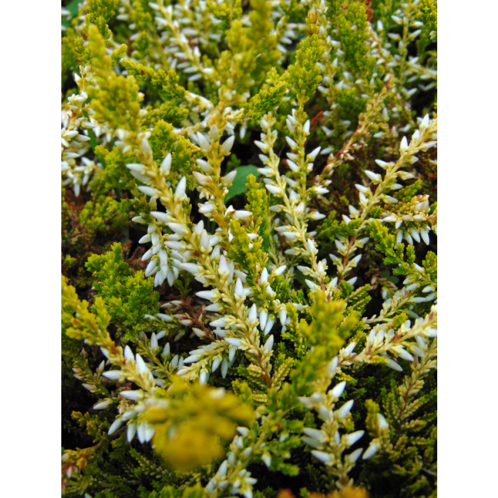 Calluna vulgaris Sandy - Heather