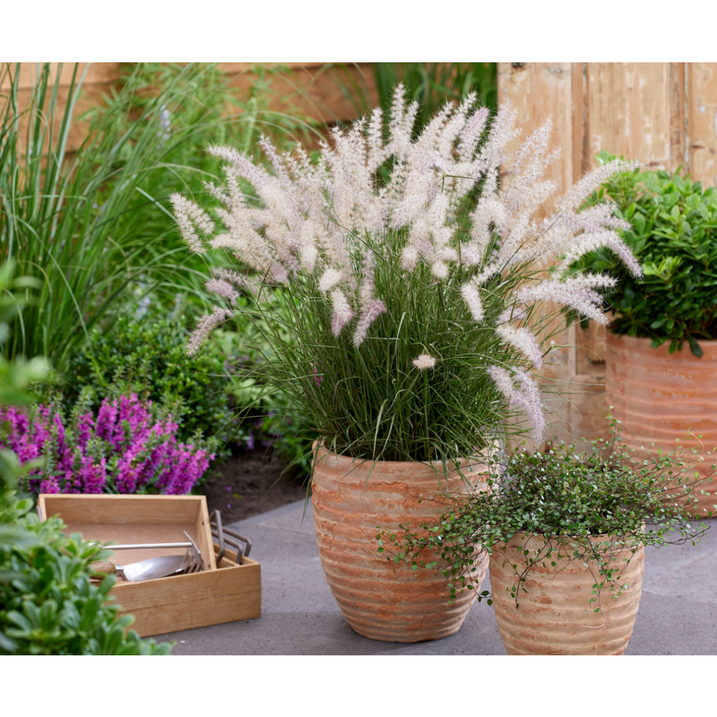 Pennisetum orientale JS Dance With Me - Oriental Fountain Grass