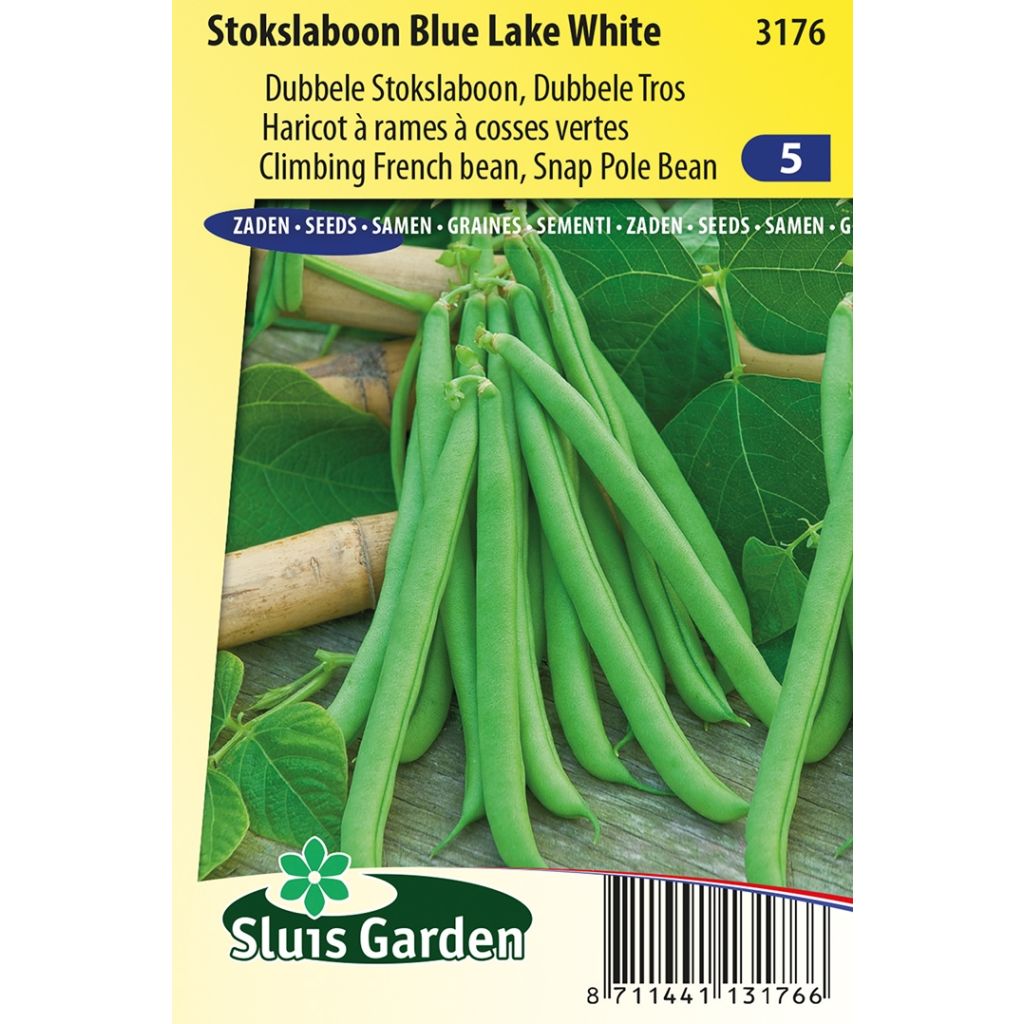 Phaseolus vulgaris 'Blue Lake'