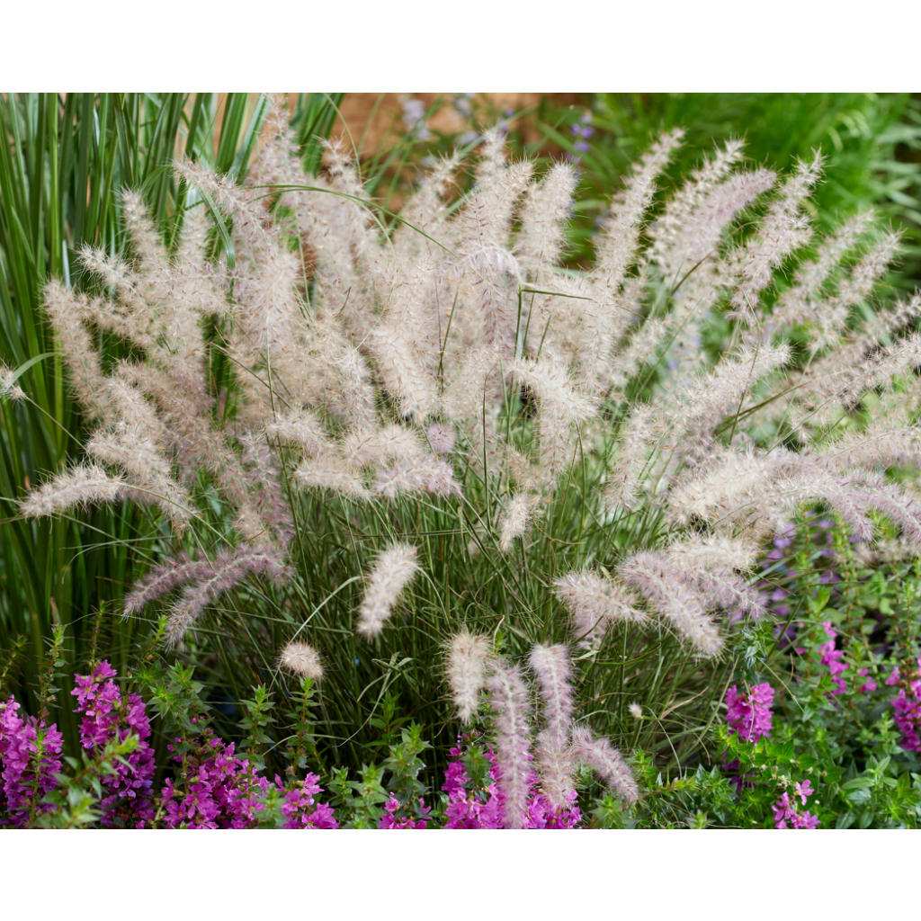 Pennisetum orientale JS Dance With Me - Oriental Fountain Grass