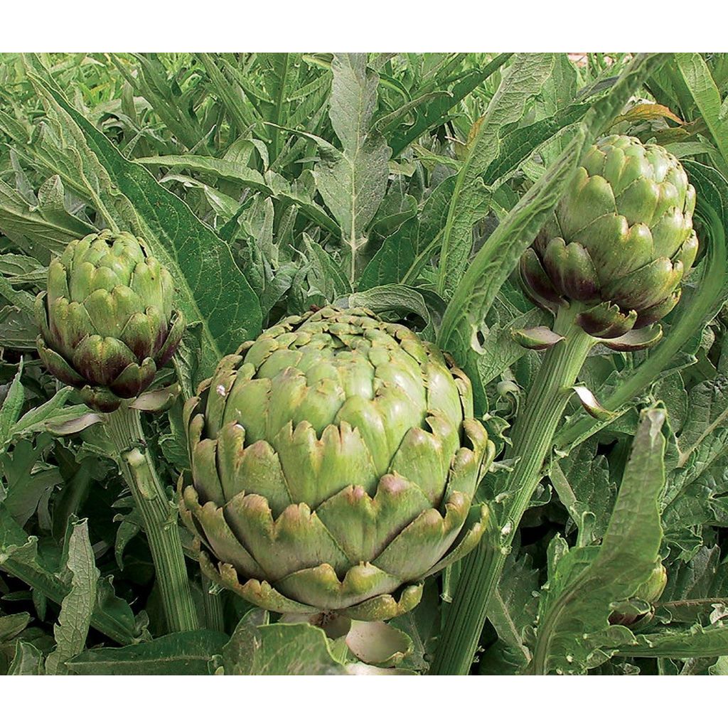 Organic Artichoke Imperial Star - Cynara scolymus