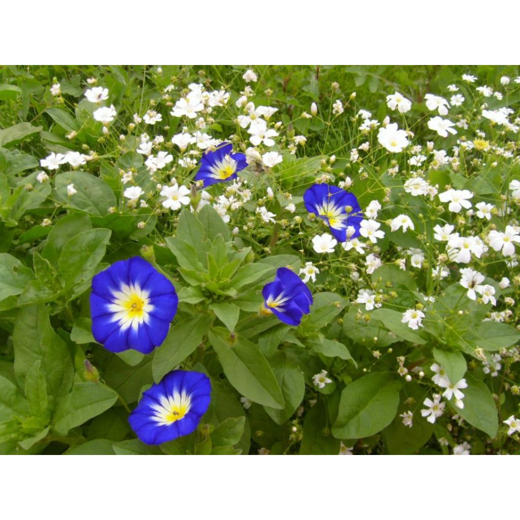Blue Morning Glory - Convolvulus tricolor Royal Ensign seeds