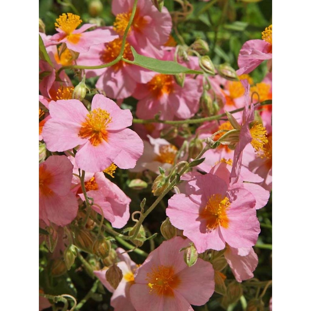 Helianthemum Lawrensons Pink - Rock Rose
