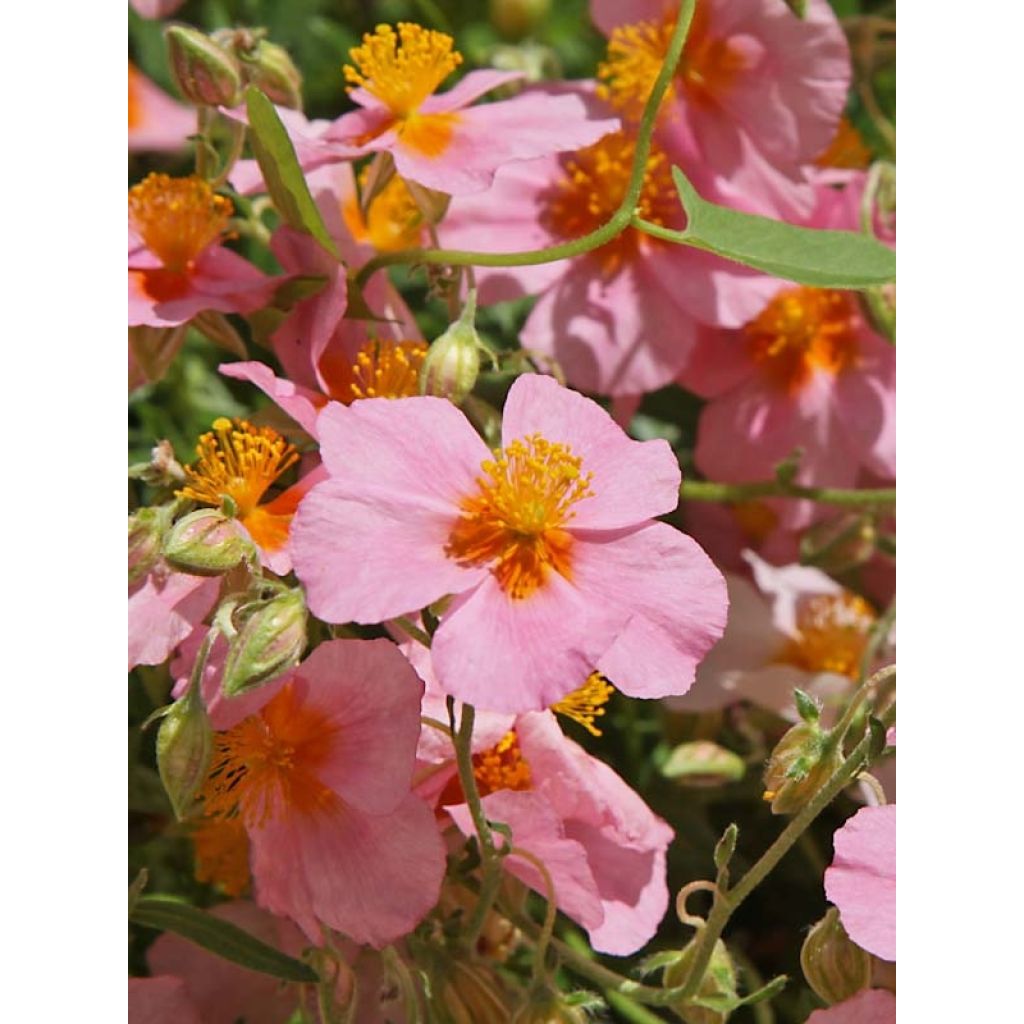 Helianthemum Lawrensons Pink - Rock Rose