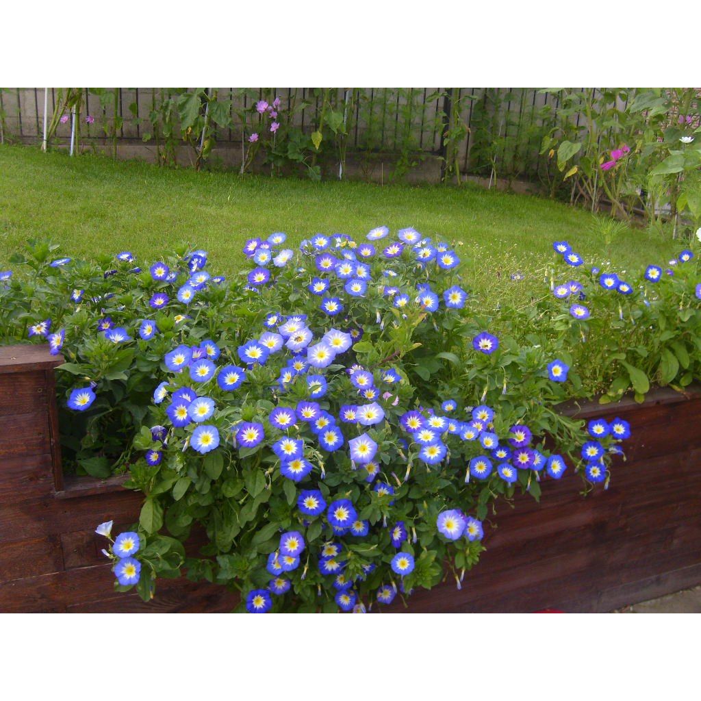 Blue Morning Glory - Convolvulus tricolor Royal Ensign seeds