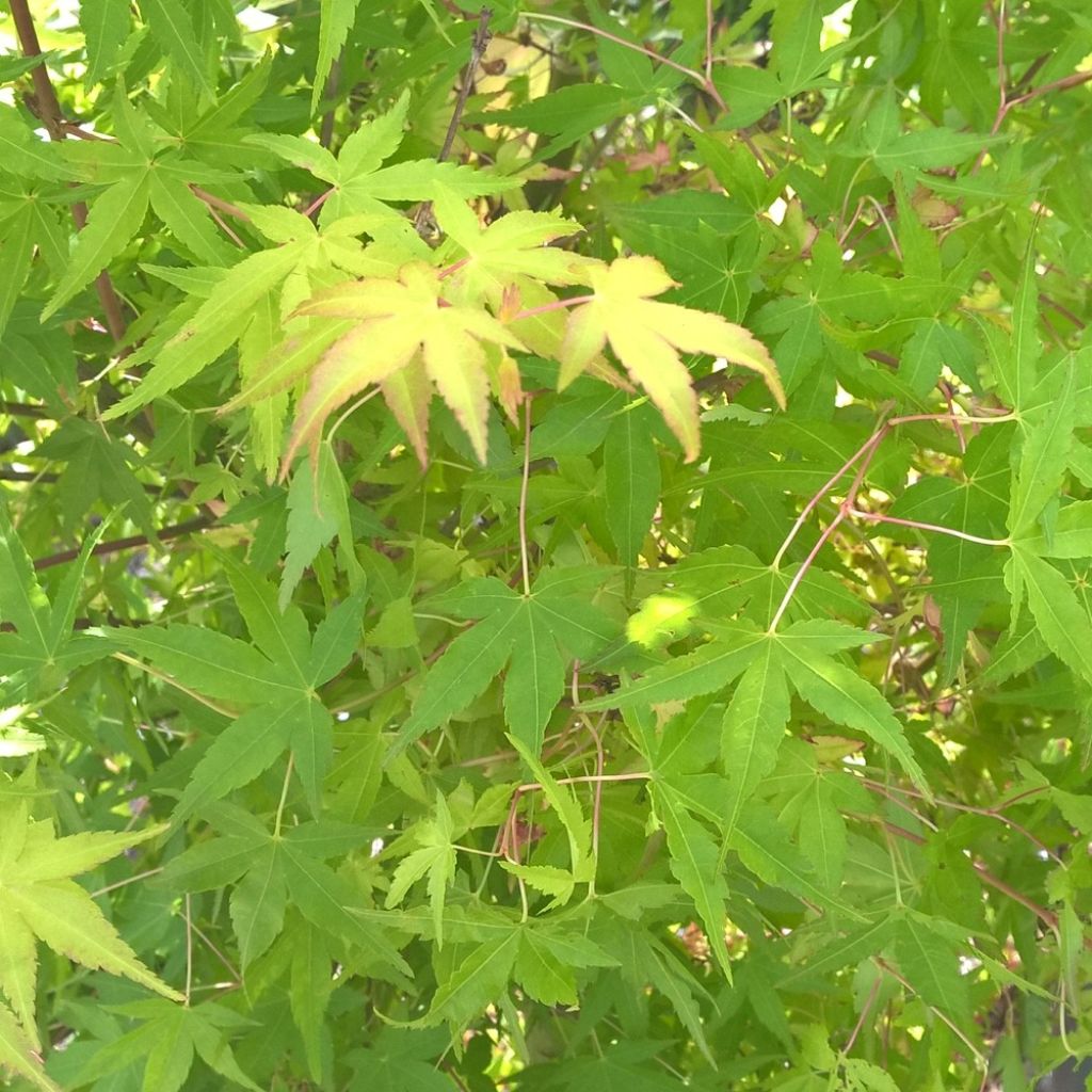 Acer palmatum Ueno Yama - Japanese maple