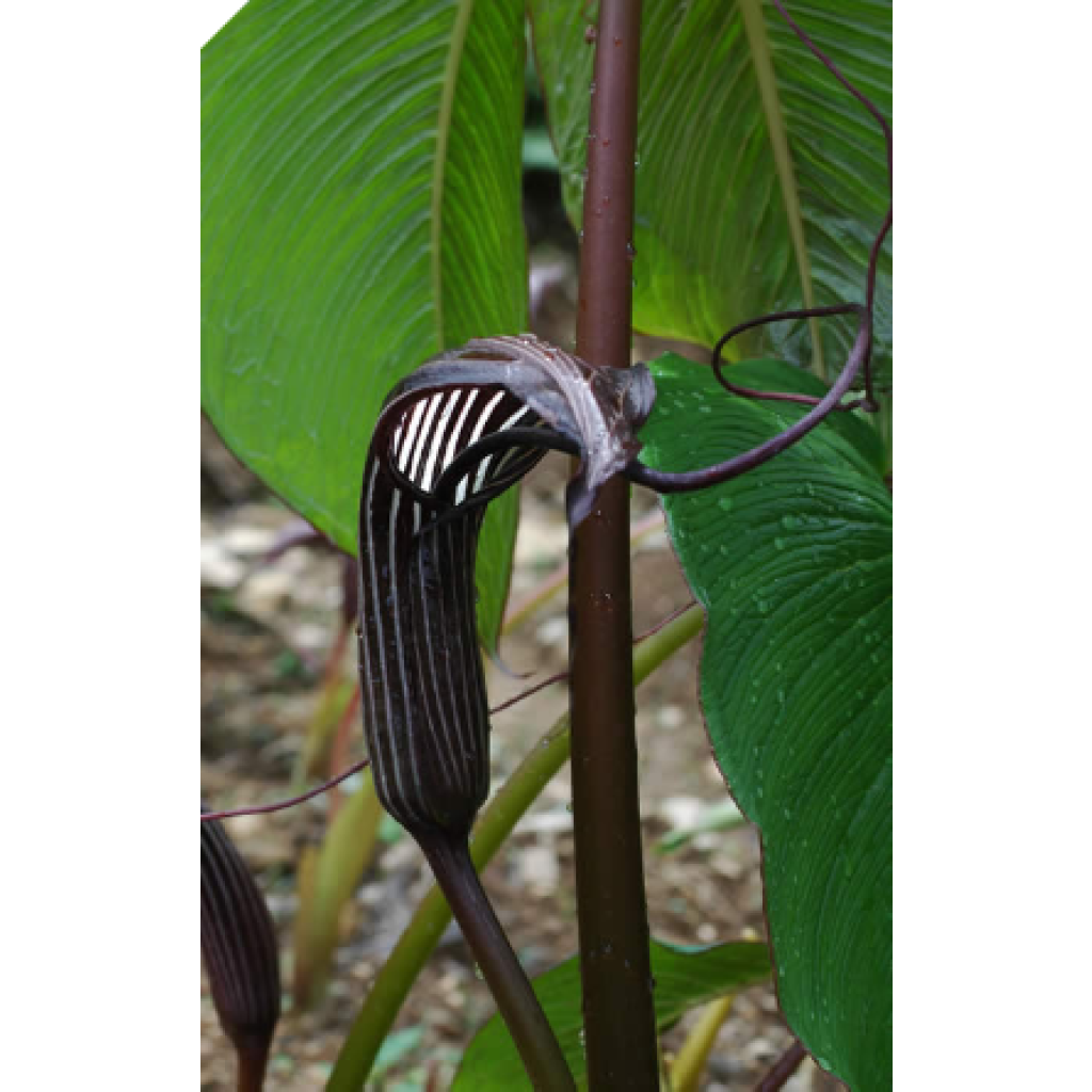 Arisaema costatum